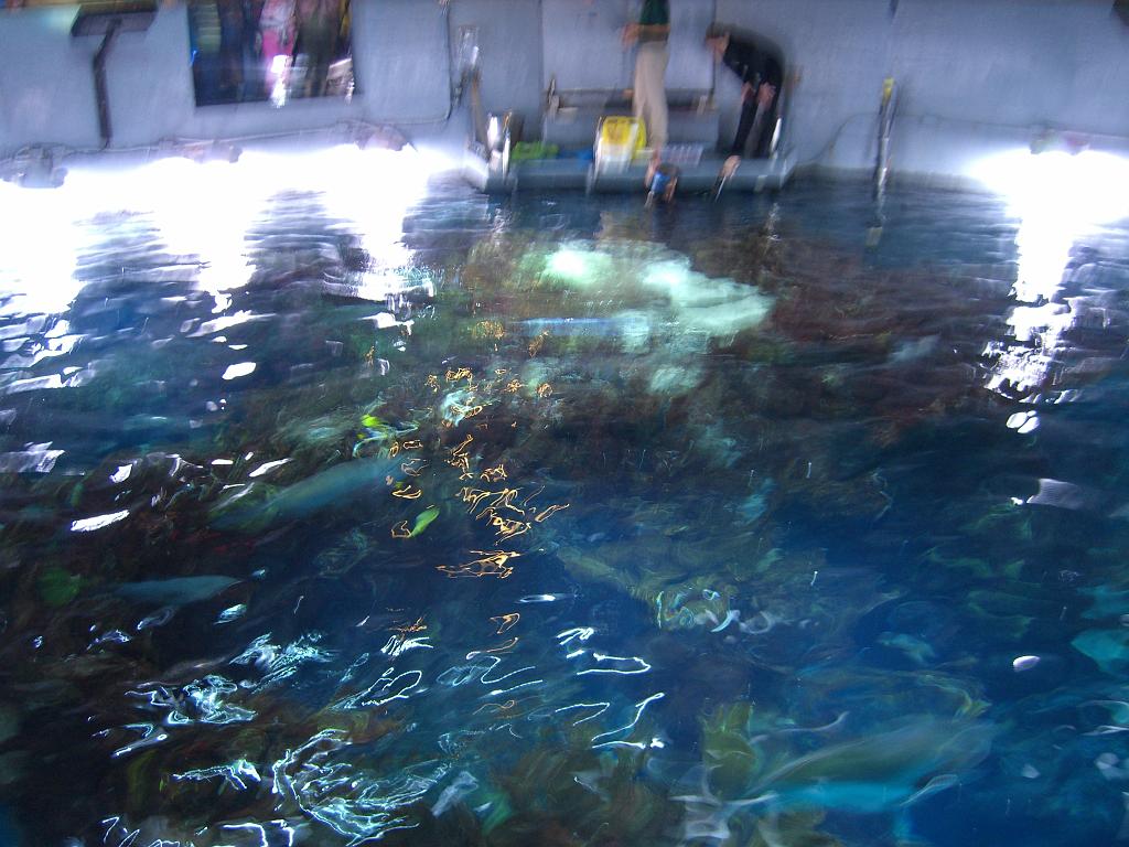 Aquarium 026.JPG